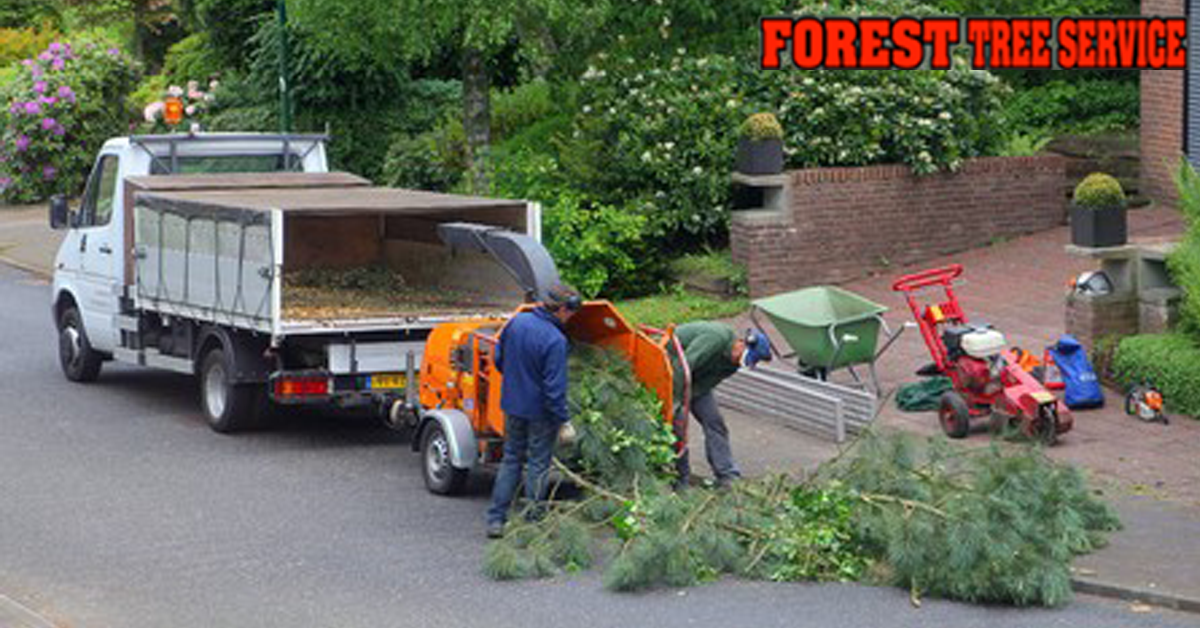 when to trim crabapple tree, East Falmouth MA