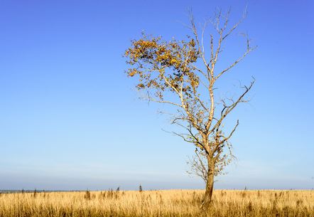 dying tree