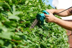 Forest Tree Service provides hedge trimming services.