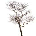 Why Dead Trees Should Be Removed From Your Property