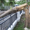 How to Care For a Tree on Your Property After a Strong Storm