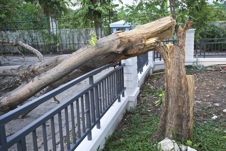 How to Care For a Tree on Your Property After a Strong Storm - Forest ...