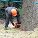 Here’s When You Need Emergency Tree Removal Services