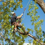 A man in a tree.