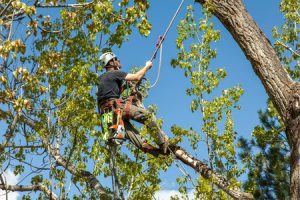 A man in a tree.