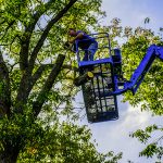 Tree Trimming vs Tree Pruning