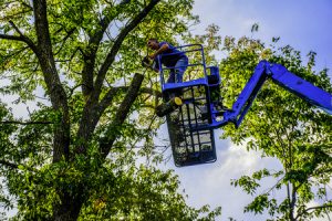 Tree Trimming vs Tree Pruning