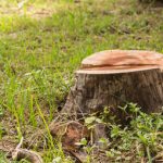 Old Tree Stump