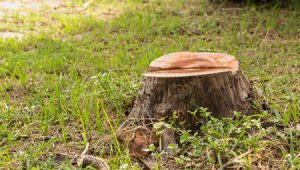 Old Tree Stump