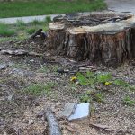 Tree Stump Removal