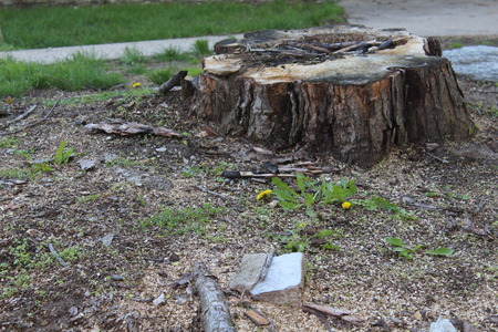 What Happens If You Leave the Stump After Cutting Down a Tree