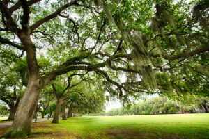 Tree Planting Services in Kingwood, TX