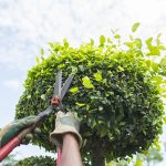 Tree Trimming Services in Atascocita, TX