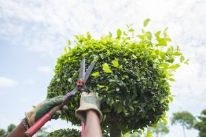 Tree Trimming Services in Atascocita, TX