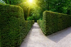 Hedge Planting & Trimming in Kingwood, TX