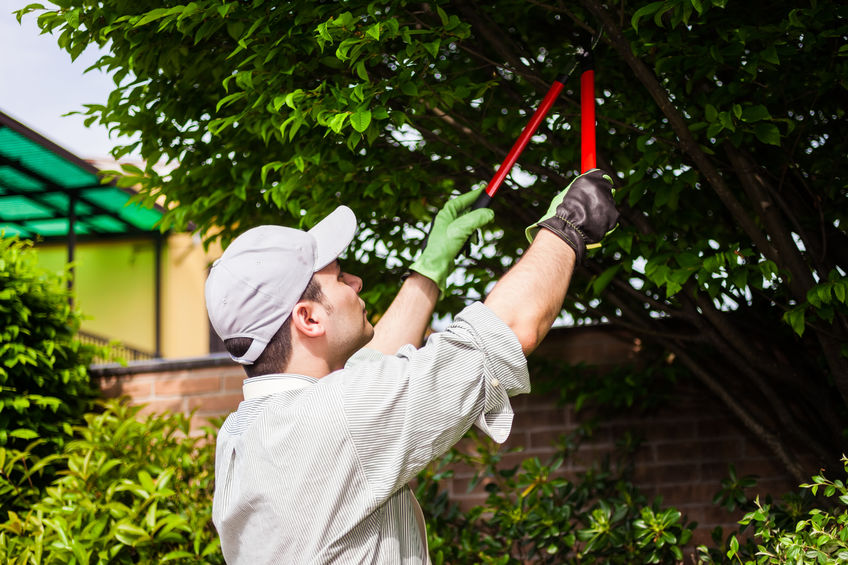 Tree Care Services in Kingwood, TX