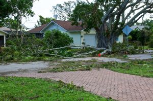Tree Removal Services in Kingwood, TX