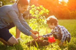 Tree Planting Services near Kingwood, TX