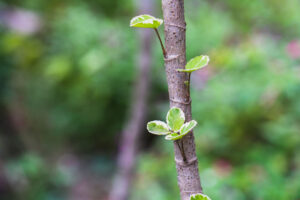 Tree Pruning Services in Kingwood, TX