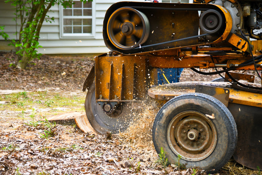 The Difference Between Stump Grinding and Stump Removal Forest Tree