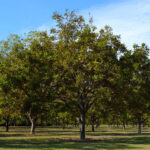 Pecan trees providing shade in Texas during the hot summer months.