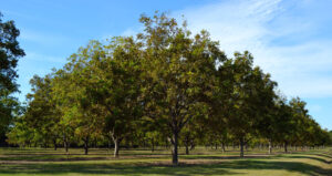 Pecan trees providing shade in Texas during the hot summer months.