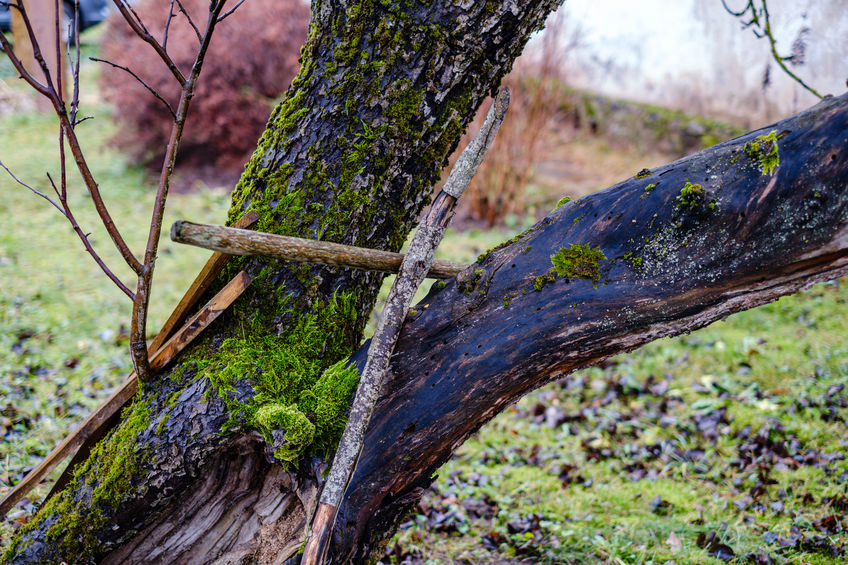 How Do You Know if Your Tree is Dead and Needs to Be Removed? - Forest ...