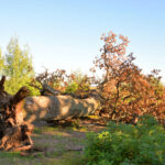 Fallen old oak tree on a sunny summer day.
