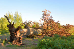 Fallen old oak tree on a sunny summer day.