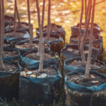 afforestation set of green plants in flowerpots