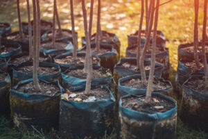 afforestation set of green plants in flowerpots