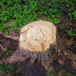 A big old stump on the green grass in the city yard.