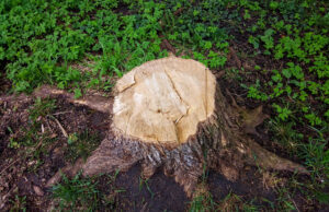 A big old stump on the green grass in the city yard.