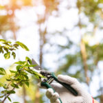 Man pruning tree with clippers. One gloved male farmer hand prunes and cuts branches of a tree in the garden.