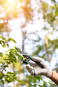 Man pruning tree with clippers. One gloved male farmer hand prunes and cuts branches of a tree in the garden.