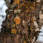 Parmelia sulcata lichen on a tree bark trunk - agriculture, gardening, cultivation, biology