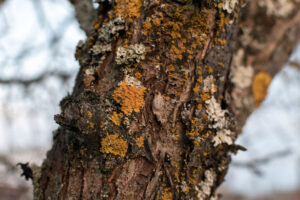 Parmelia sulcata lichen on a tree bark trunk - agriculture, gardening, cultivation, biology