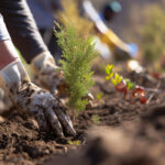 Close-up of gloved hands carefully planting a young tree in fertile soil, part of a reforestation project aimed at restoring and preserving the natural environment.