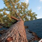 Tree damage to residential roof