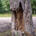 Rotting tree on property