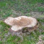 tree stump removal