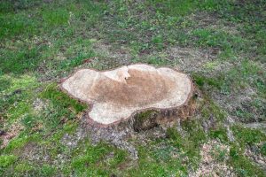 tree stump removal