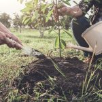 young couple planting the tree while watering a tree working in the garden as save world concept, nature, environment and ecology.