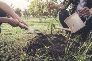 young couple planting the tree while watering a tree working in the garden as save world concept, nature, environment and ecology.