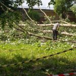 man removing dying tree