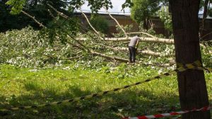 man removing dying tree