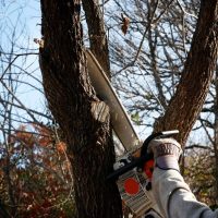 An arborist cutting a tree branch with a chain saw.