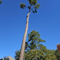 Arborist at top of a tall tree pruning branches during tree service in Kingwood, TX